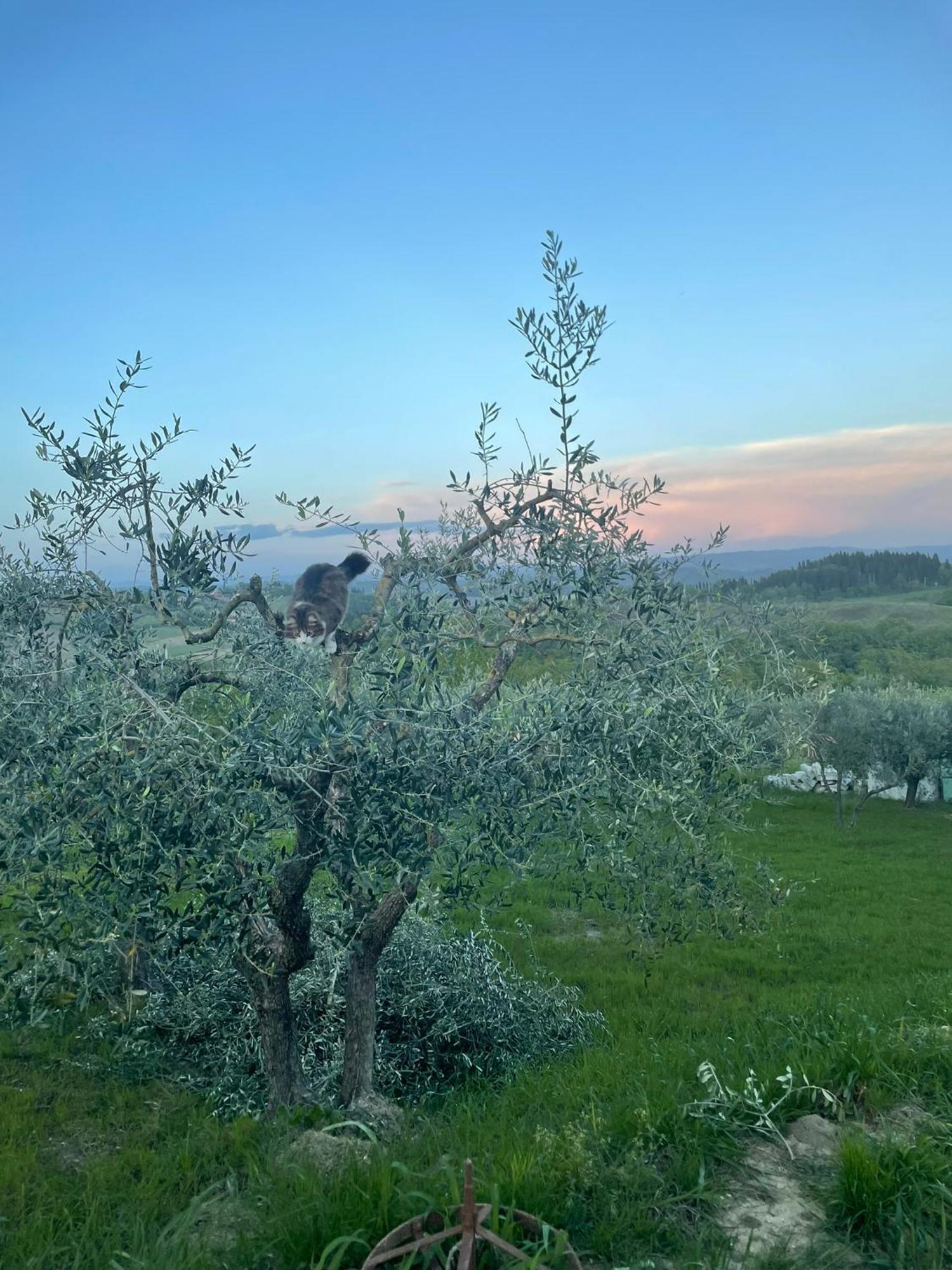 Vakantieboerderij Podere La Quercia San Gimignano